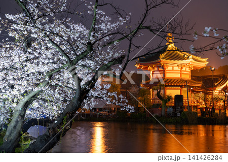 雨夜の上野・不忍池に咲く夜桜と不忍池辯天堂のライトアップ 141426284