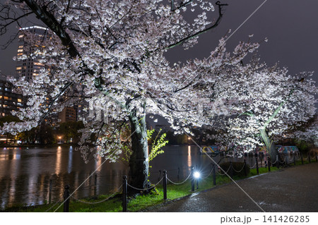 雨に濡れた上野・不忍池の幻想的な夜桜 141426285