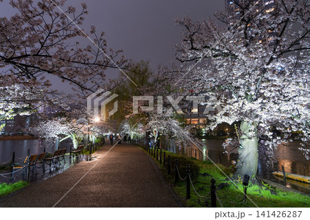 雨に濡れた上野・不忍池の幻想的な夜桜 雨に濡れた上野・不忍池の幻想的な夜桜 141426287