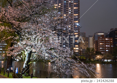雨に濡れた上野・不忍池の幻想的な夜桜 雨に濡れた上野・不忍池の幻想的な夜桜 141426288