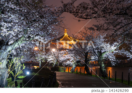 雨夜の上野・不忍池に咲く夜桜と不忍池辯天堂のライトアップ 雨夜の上野・不忍池に咲く夜桜と不忍池辯天堂のライトアップ 141426290