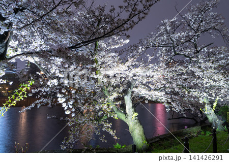 雨に濡れた上野・不忍池の幻想的な夜桜 141426291