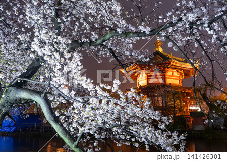 雨夜の上野・不忍池に咲く夜桜と不忍池辯天堂のライトアップ 雨夜の上野・不忍池に咲く夜桜と不忍池辯天堂のライトアップ 141426301