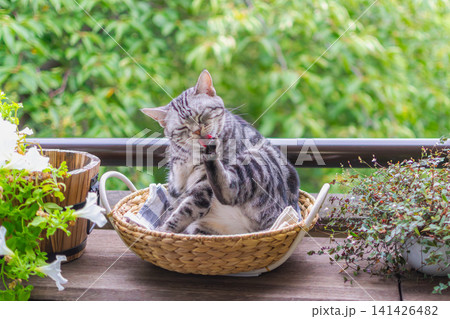 ベランダのバスケットで毛づくろいをするアメリカンショートヘアの猫 141426482