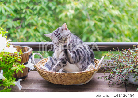 ベランダのバスケットで毛づくろいをするアメリカンショートヘアの猫 141426484