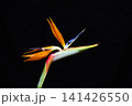 黒背景のストレリチア 141426550