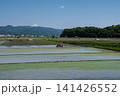 岡山県総社市青空の下苗が並ぶ 141426552