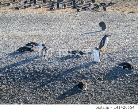 Close Group of Adult and Juvenile Gentoo Penguins Close Group of Adult and Juvenile Gentoo Penguins 141426554
