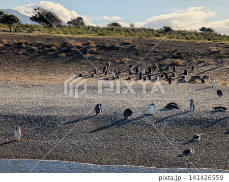 Gentoo Penguins on a Vegetated Coastal Slope Under Cloudy Sky Gentoo Penguins on a Vegetated Coastal Slope Under Cloudy Sky 141426559