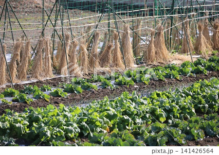 葉物野菜の畑と藁囲いのある畑 141426564