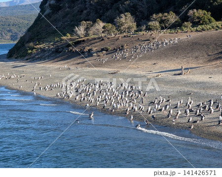 Large Gentoo Penguin Colony Spread Across a Coastal Slope Large Gentoo Penguin Colony Spread Across a Coastal Slope 141426571