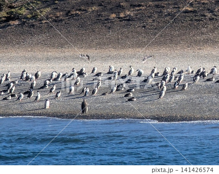 Large Gentoo Penguin Colony Crowded Along a Rocky Patagonian Shore Large Gentoo Penguin Colony Crowded Along a Rocky Patagonian Shore 141426574