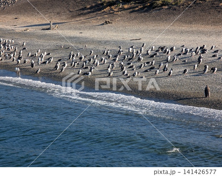 Gentoo Penguin Colony Beside a Bright Line of Breaking Surf Gentoo Penguin Colony Beside a Bright Line of Breaking Surf 141426577