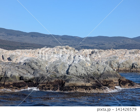Imperial Cormorant Colony on Rocky Islet with Forested Coast Beyond 141426579