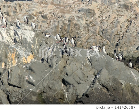 Imperial Cormorants Resting on Rocky Islet in the Beagle Channel Imperial Cormorants Resting on Rocky Islet in the Beagle Channel 141426587