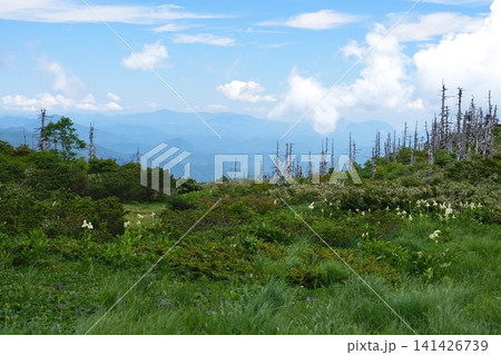 夏の南蔵王縦走路　芝草平 141426739