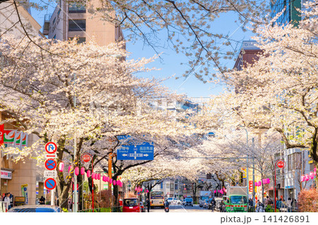 東京・中野駅前 中野通り 満開の桜 東京・中野駅前 中野通り 満開の桜 141426891