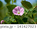 昼顔 141427023