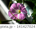 昼顔 141427024