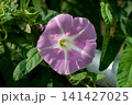 昼顔 141427025