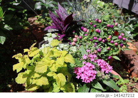 ペンタスの寄せ植え&寄せ鉢 ペンタスの寄せ植え&寄せ鉢 141427212