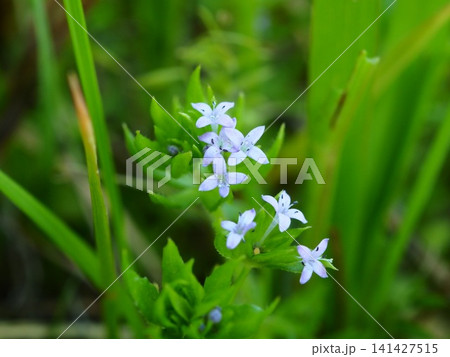 春の野に咲くハナヤエムグラの小さな花 春の野に咲くハナヤエムグラの小さな花 141427515