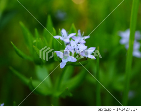 春の野に咲くハナヤエムグラの小さな花 春の野に咲くハナヤエムグラの小さな花 141427517