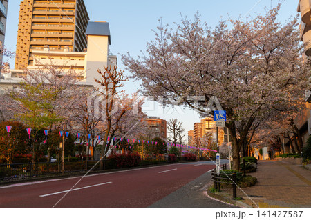 播磨坂さくら並木 早朝 2026年 播磨坂さくら並木 早朝 2026年 141427587