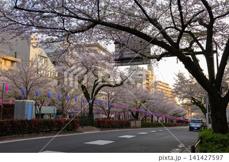 播磨坂さくら並木 早朝 2026年 播磨坂さくら並木 早朝 2026年 141427597