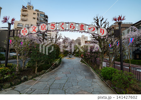 播磨坂さくら並木 早朝 2026年 播磨坂さくら並木 早朝 2026年 141427602