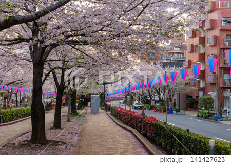 播磨坂さくら並木 早朝 2026年 播磨坂さくら並木 早朝 2026年 141427623