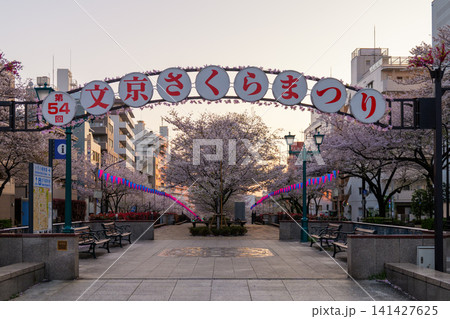播磨坂さくら並木 早朝 2026年 播磨坂さくら並木 早朝 2026年 141427625