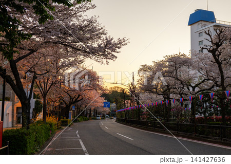 播磨坂さくら並木 早朝 2026年 播磨坂さくら並木 早朝 2026年 141427636
