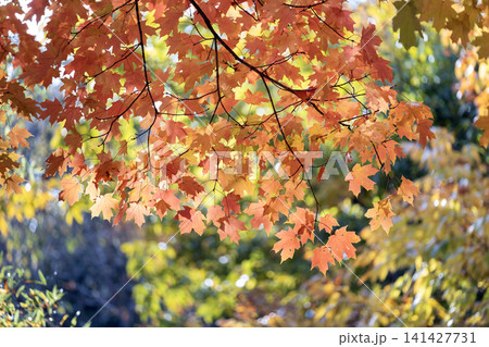 Colorful fall foliage in autumnal park. Yellow forest leaves landscape 141427731