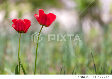 Closeup of red tulip flowers blooming in spring garden outdoors. 141427742