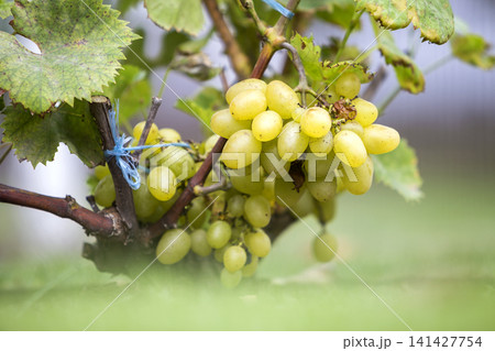 Close-up of vine branch with green leaves and isolated golden yellow ripe grape cluster lit by bright sun on blurred colorful bokeh copy space background. Agriculture, gardening and wine making. Close-up of vine branch with green leaves and isolated golden yellow ripe grape cluster lit by bright sun on blurred colorful bokeh copy space background. Agriculture, gardening and wine making. 141427754
