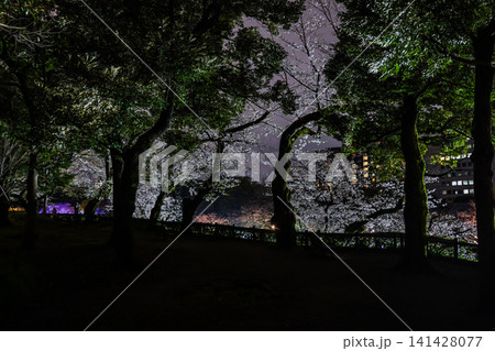 千鳥ヶ淵　桜　夜景　2025年 141428077