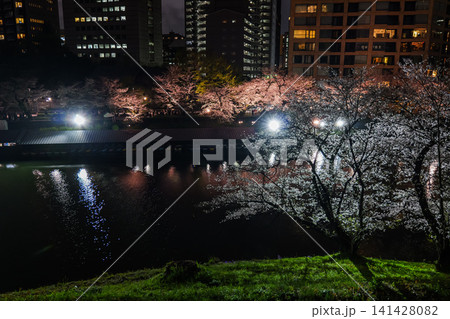 千鳥ヶ淵 桜 夜景 2025年 千鳥ヶ淵 桜 夜景 2025年 141428082