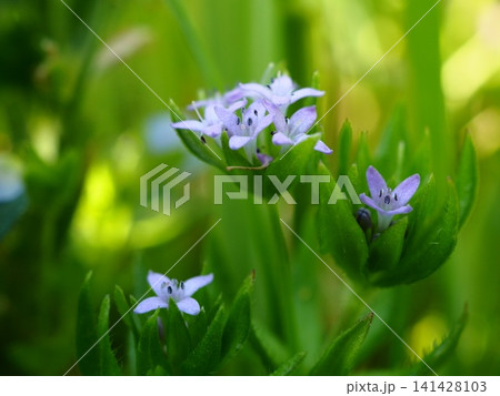 春の野に咲くハナヤエムグラの小さな花 春の野に咲くハナヤエムグラの小さな花 141428103