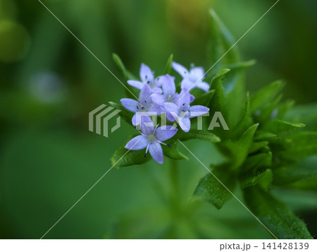 春の野に咲くハナヤエムグラの小さな花 春の野に咲くハナヤエムグラの小さな花 141428139