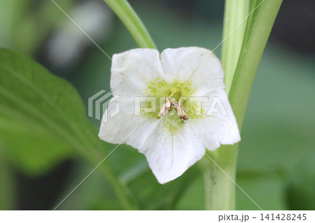 ホオズキの花 ホオズキの花 141428245