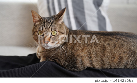 ひざの上でくつろぐキジトラ猫 カメラ目線のポートレート ひざの上でくつろぐキジトラ猫 カメラ目線のポートレート 141428568