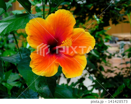 ハイビスカスの花 ハイビスカスの花 141428573