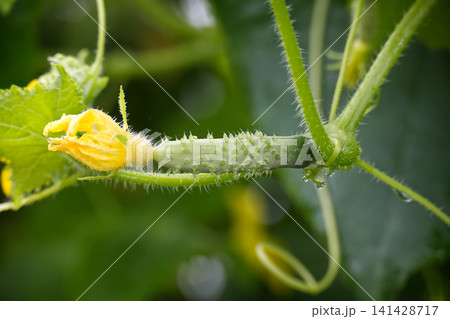 Young Cucumber With Yellow Flower on Vine in Garden Macro Close-Up Photo Young Cucumber With Yellow Flower on Vine in Garden Macro Close-Up Photo 141428717