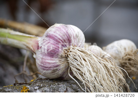 Fresh garlic bulbs with vibrant purple skin on rustic background 141428720