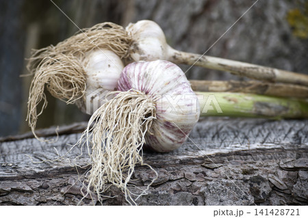 Fresh Harvested Garlic Bulbs With Roots on Rustic Wood Background - Homegrown Organic Garlic 141428721