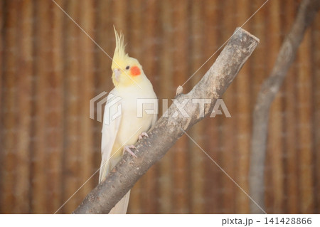 木の枝にとまっているオカメインコ 木の枝にとまっているオカメインコ 141428866