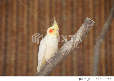 黄色い冠羽のあるオカメインコ 141428867