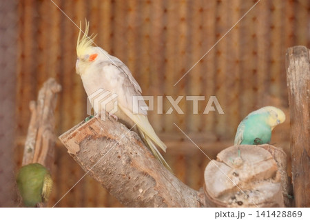 青いセキセイインコとオカメインコ 青いセキセイインコとオカメインコ 141428869