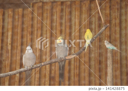 黄色いセキセイインコとオカメインコ 黄色いセキセイインコとオカメインコ 141428875